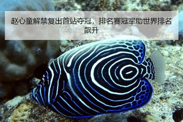 赵心童解禁复出首站夺冠，排名赛冠军助世界排名飙升